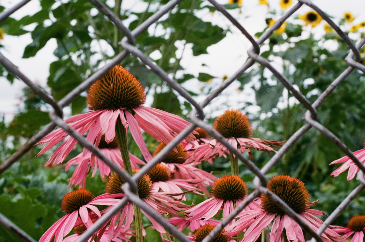 Flowers behind a fence. Portland, OR